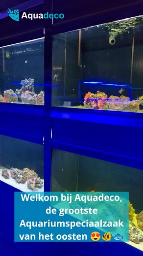 🐠 Welkom bij Aquadeco! 🐠 Ontdek meer dan 2.000 m² aquariumwereld vol kleur, leven en inspiratie! 🌿✨ In onze winkel in Almelo vind je een enorm assortiment aan aquariumvissen, planten, aquaria en accessoires — alles wat je nodig hebt voor jouw onderwaterwereld. 🌊💙 In deze reel krijg je alvast een glimp van onze prachtige collectie vissen 🐟… en geloof ons: dit is nog maar een klein deel van wat je bij ons kunt zien! 📍 Kom langs bij Aquadeco Almelo en laat je verwonderen! #Aquadeco #Aquarium