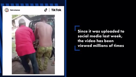 ‘World’s biggest snake’ lifted by crane in Caribbean forest