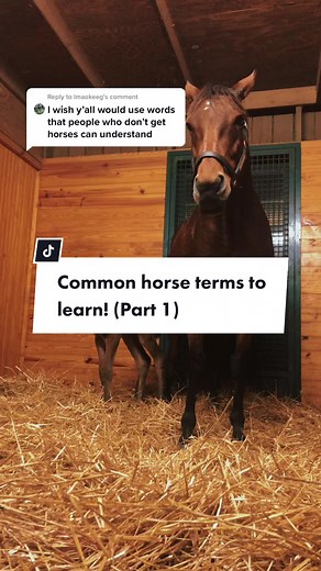Understanding Common Horse Terms: Mare and Stallion