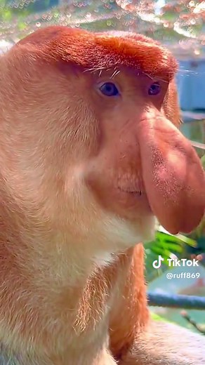 Proboscis Monkey Amazing Video