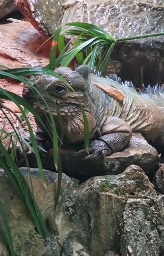 2.6K views · 480 reactions | A Rhinoceros Iguana enjoying the rains...
