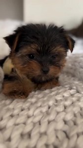 26K views · 1K reactions | So Cute and Adorable Yorkie Puppy  #yorkie #yorkshireterrier #yorkiepuppies #yorkielove #yorkieoftheday #yorkiepuppy #yorkielife #yorkieoftheday #yorkielovers #yorkies #Viral | I Love Yorkshire Terrier | Facebook