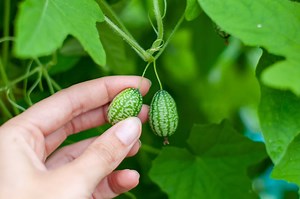 Cucamelon Seeds: How to Grow and Harvest Mouse Melons