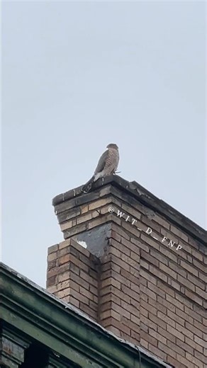 Cooper's Hawk: Scouting & Flying #accipiter #birdsofprey #coopershawk #truehawk #hawk #NYC #GodBless
