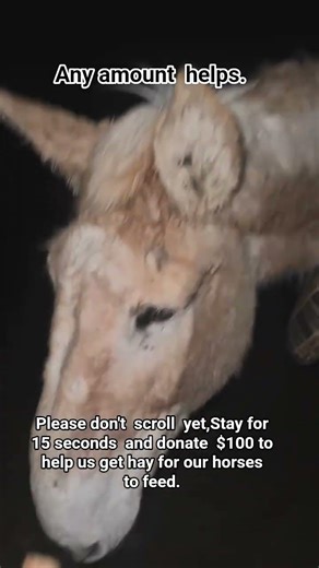 Weston, Theodore, Sundance, Jimmy, Betty Boop, Xaria, Roany, Mila, Red and Doc.#horse #foal #fyp