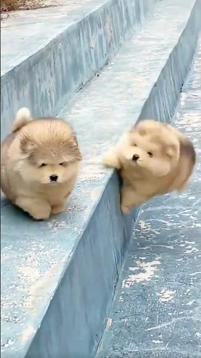 Funny Alaskan Malamute Falling Compilation+Weight Facts🤭💕 #shorts