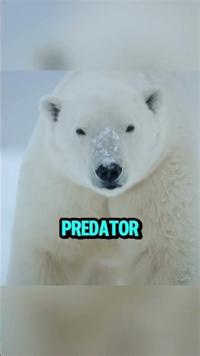 Liger vs Polar Bear 🐯❄️ Who Actually Wins?