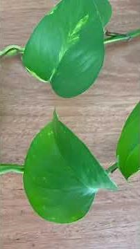 How to care for Devil's Ivy (pothos): the ultimate indoor vine!