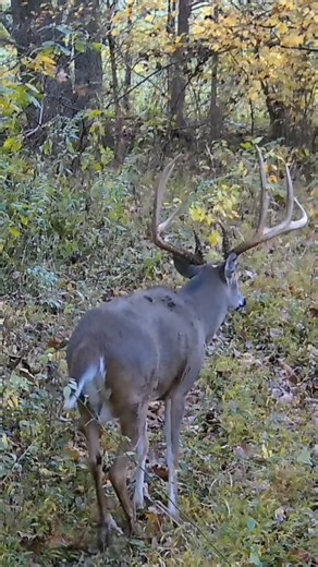 Buckmasters™ on Instagram: "Want to see the full story on this 185” from Virginia!? Click the link in bio "