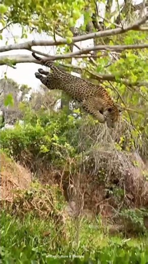 Injured Cheetah Jumps Into Water to Survive 😲#shortsfeed #viralvideo #trending