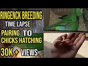 Ringneck Parakeets Time lapse from Pairing to Chick Hatching (E-subs) | Voice of Animalia