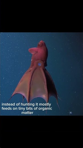 Meet the Vampire Squid: The Ocean’s Strangest Survivor!
