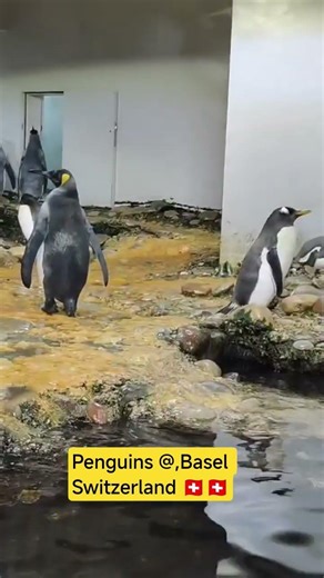 Penguins in Basel zoo @ Switzerland 🇨🇭🇨🇭🏁