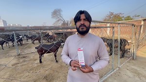 Finoline Spray Launching | بکریوں میں زخموں اور پھوڑوں کے لئے سپرے کی لانچنگ آرڈر کے لئے رابطہ نمبر 03137174113 تمام اقسام کے زخموں مثلا آپریشن کے زخم ، کٹ لگ جانا ، پھوڑوں ، سینگ کا زخم ، منہ کھر کی بیماری ، کھروں کے درمیان اور منہ کے اردگرد یا اندرونی چھالوں ، زبان اور مسوڑوں اور تھنوں کا زخم وغیرہ میں فینولائن لیکوئیڈ سپرے کا استعمال نہایت ہی موثر ہے۔ طریقہ استعمال دن میں تین بار زخم ، السر پر سپرے کریں #goatlandfarms | Goat Land Farms