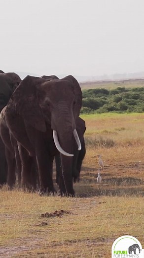 4.9K views · 526 reactions | The Matriarch, a treasure of knowledge!!! #futureforelephants #matriarchy #elephantmatriarch #worthmorealive #treasure #knowledge | Future for Elephants e.V. | Facebook