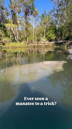 The things we see on The Chaz 🤩 Get closer to nature this season with a front row seat to adventure! Did you know during winter in Florida, manatees seek refuge in our warmer waters? 💦 It's true! From November-March more manatees can be seen on the Chassahowitzka River! | Get Up And Go Kayaking