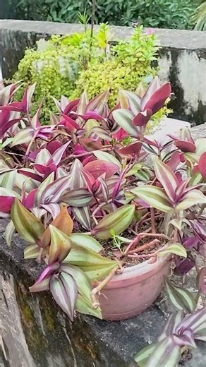 Best Hanging Plants #gardening #nature #shorts #odia