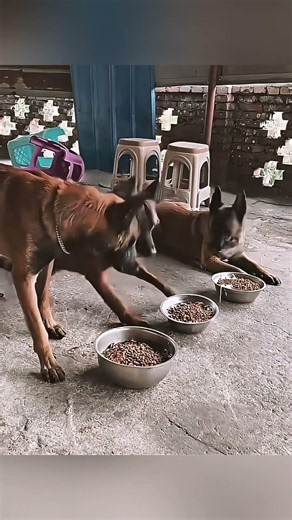 Huấn luyện vâng lời #funny #memes