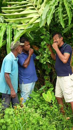 Leaves & food… can you guess? 🤔🌿