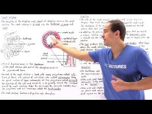 Introduction to the Small Intestine