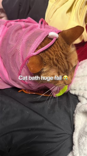 Cat Bath Time Gone Wrong: The Struggles of Washing a Feline