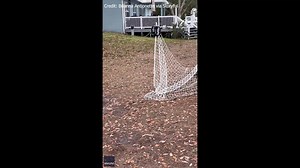 ‘I CANNOT MAKE THIS UP’: 🐔 A routine feeding time for a Tampa woman's flock of chickens took an unexpected turn when the birds abruptly froze in place. STORY: https://bit.ly/3GtyZ2P | FOX 13 News - Tampa Bay