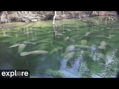 Above Water Manatee-Cam at Blue Spring State Park powered by EXPLORE.org - YouTube