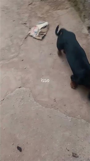 oque me faz feliz | viral Trend #lyrics #lyricsedit #cachorro