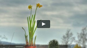 flower in growth - HDR timelapse (HD)