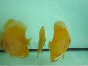 Discus Fish