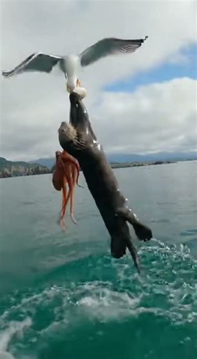 Sea Otter, Octopus & Seagull Fight Over ONE Clam 😂🌊🐙