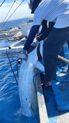 Swordfish a hand line fishing