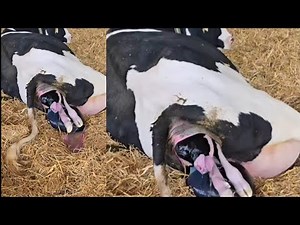 Inside the Birthing Process Cow Calving Explained Witness the Miracle: Cow Giving Birth Live Explain