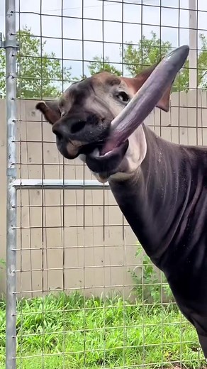 The Okapi: Today's Beloved Animal with Unique Camouflage Design