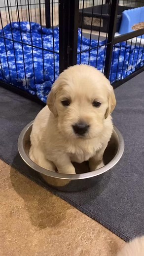 Someone doesn’t want to leave her bowl. #fyp #goldenretriever #goldenretrieverpuppy #no