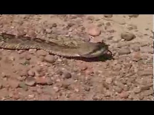 Testing another Snake Repellent