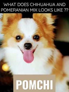 ( POMCHI ) WHAT DOES CHIHUAHUA AND POMERANIAN MIX LOOKS LIKE ?? SOO CUTE !!!