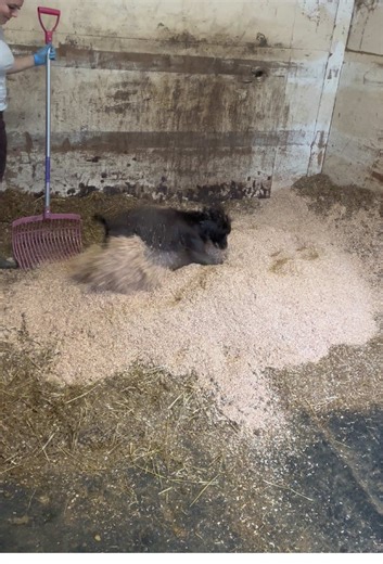 Cocker Spaniel Living His Best Life Moments