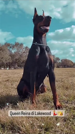 Want to know what our puppies grow into as adults? You're looking at it. Health, balanced temperament, and elite conformation — that’s the standard at Lakewood Dobermann Kennel. What you’re seeing here is my personal vision of the purebred European Dobermann, brought to life through our program. #doberman_featured #championdoberman #dobermantraining #dobermansofig #lakewoodkennels #dobermanposting #dobermanpride #dobermanpuppy #doberman_club #europeandoberman #dobermansofinstagram #dobermandogs 