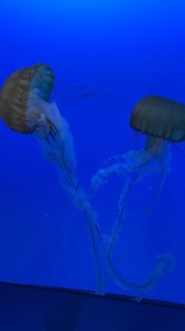 We’re all “jelly” that Moose and The Eagle Crew get to hang out today at Virginia Aquarium & Marine Science Center! 🐟🪼🦀🌊 Head down and say hi- Moose will bring broadcasting until 3pm. This month is Member Madness at the Virginia Aquarium! In addition to regular monthly membership perks, there are extra gifts and discounts this month! #vaaquarium #virginiaaquarium #973theeagle | 97.3 The Eagle