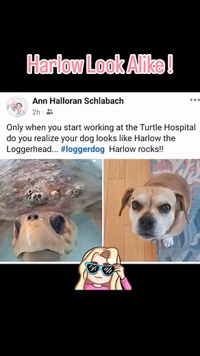 Harlow look alike 🐢💙😂! Ann is an educator at The Turtle Hospital and just realized her dog is a Harlow look alike 🐶🥰😂! Harlow’s transformation has been amazing…we all have Harlow on the brain 🐢😊. Thank you for all your support for Harlow and the work at The Turtle Hospital! #fridayfunny #teamharlow #reacuerehabrelease #connectandprotect #compassioniscontagious #loggerhead #doglookalike #seaturtle #seaturtlelove #seaturtlehospital #seaturtlerescue #barnacles | The Turtle Hospital