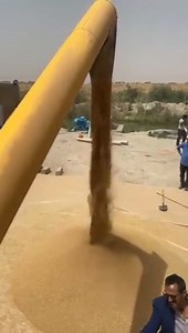 En Mars dernier, le gouvernement mauritanien 🇲🇷 a annoncé la réussite du premier essai de culture du blé 🌾 📌Cet essai est le fruit d’un partenariat entre le secteur public et deux sociétés privées agricoles. 📌L’essai à grande échelle consistait à cultiver deux variétés de blé sur 200 hectares de sols sablonneux dans la commune de Rosso. 📌Selon le ministère de l'Agriculture, entre 4 et 5 tonnes de blé par hectares ont été obtenues d'infos 👉 tinyurl.com/475sdtbp | Edith Brou