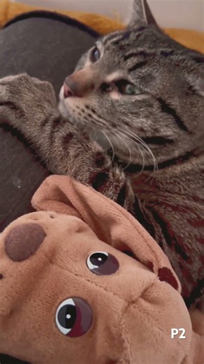 Mon chat et son doudou