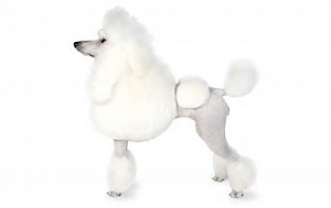 Poodle Dog Breed Guide, stats (Photos & Videos) - PetCare