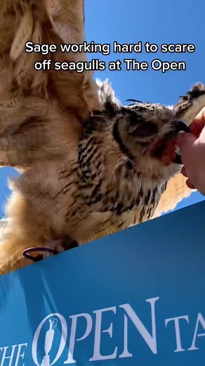Meet Sage the Indian Eagle Owl at The Open Food Area