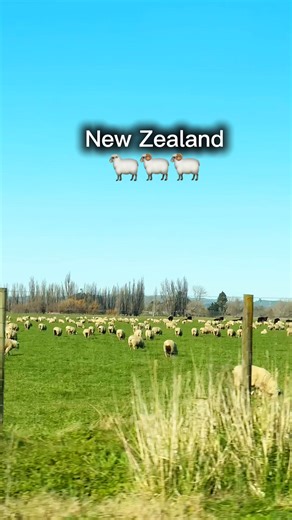 POV: You live in New Zealand and this is your normal roadtrip view 🐑🐏✨🇳🇿❤️ #NewZealandtravel | New Zealand Travels