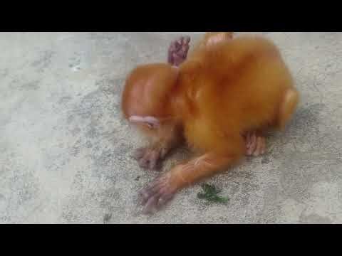 OMG! I rescued Golden baby monkey who was sick and had injured leg, I hopefully she will get better😭
