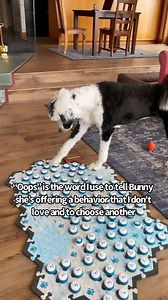 🤣😂Good job Buns! She’s done this several times now when Otter is chewing on something he shouldn’t. • • • #bigsis #oops #siblings #whataboutbunny #hunger4words #nothankyou #fluentpet | Whataboutbunny