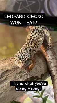 Why your Leopard Gecko isn’t eating