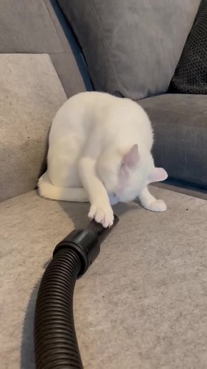 Cute and Funny White Cats Compilation